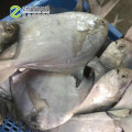 China Factory Cheap Price Frozen White Pomfret Fish Size 50-70g